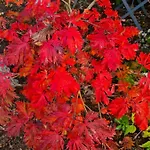 Bed & Breakfast La Haie A Cerf Watronville