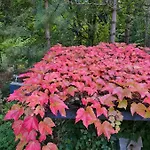 Bed & Breakfast La Haie A Cerf 3*