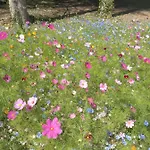 Bed & Breakfast La Haie A Cerf 3*