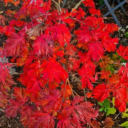 Alojamento de Acomodação e Pequeno-almoço La Haie à Cerf Watronville