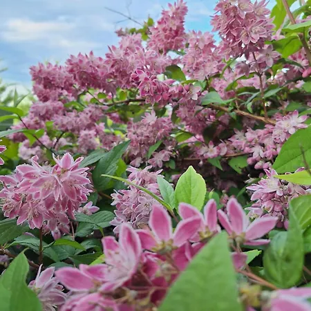 Oda ve Kahvaltı La Haie A Cerf