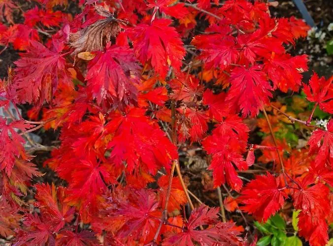 Bed & Breakfast La Haie A Cerf Watronville