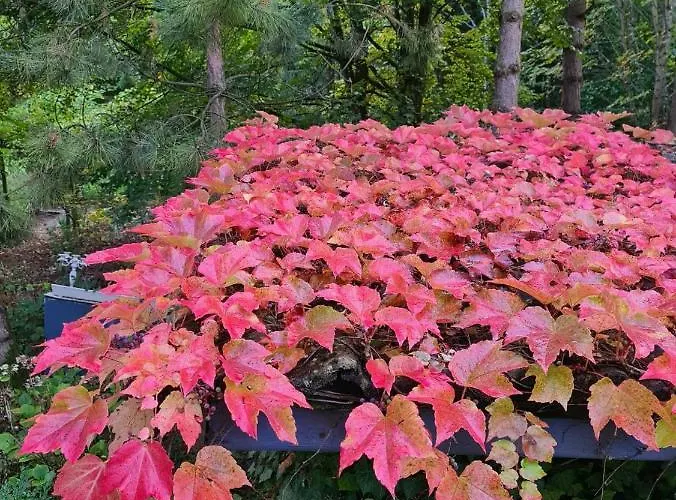 Bed & Breakfast La Haie A Cerf 3*