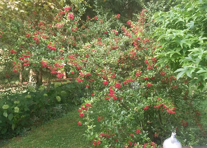 La Haie A Cerf Watronville