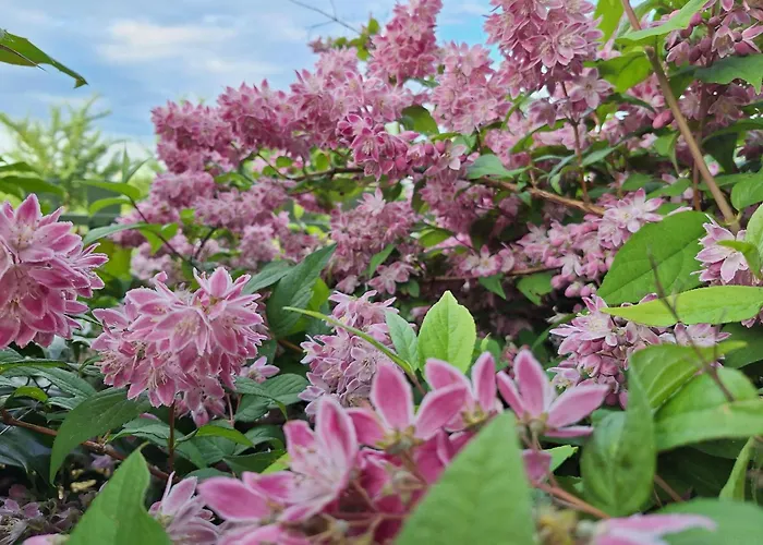 Bed & Breakfast La Haie A Cerf